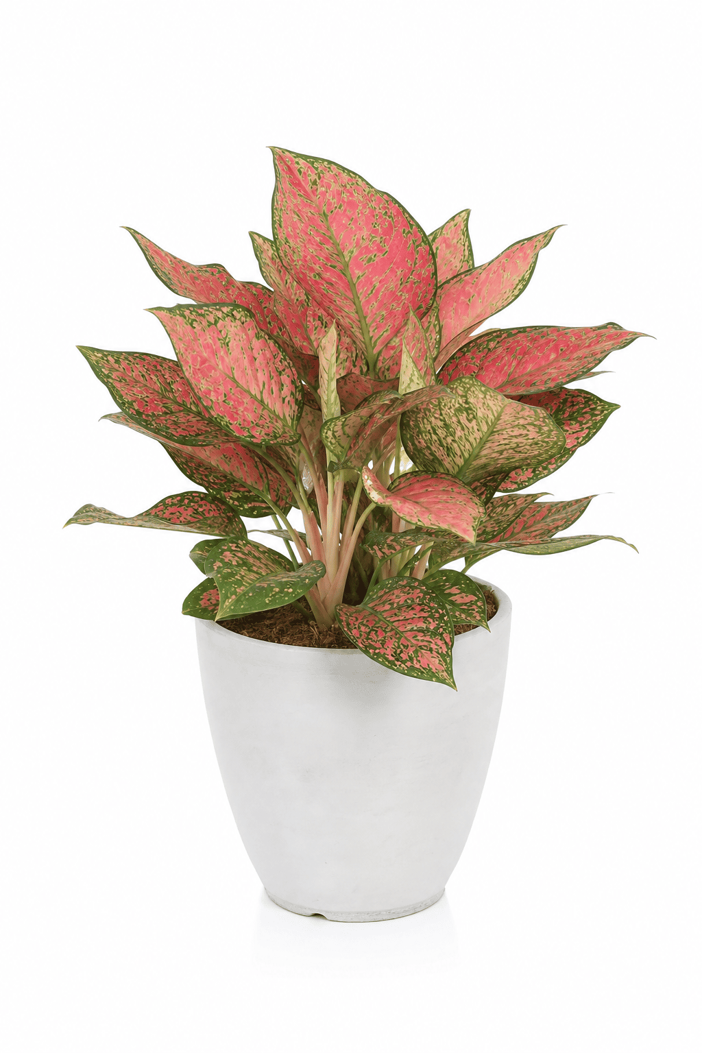 Aglaonema