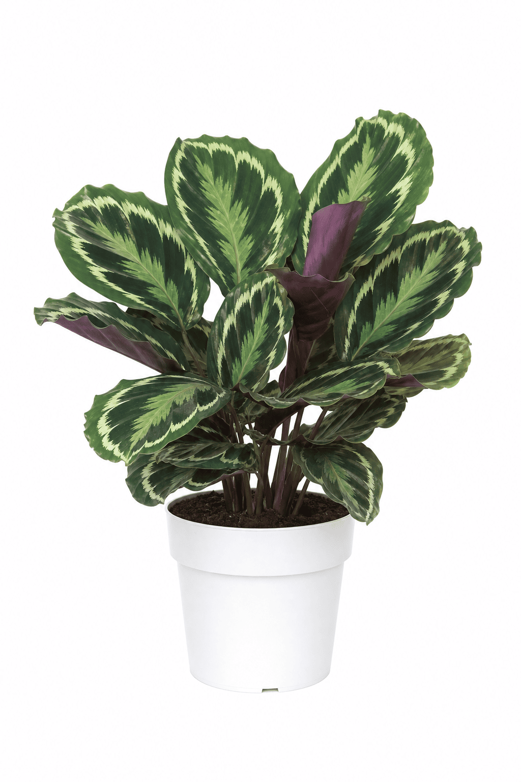 Calathea