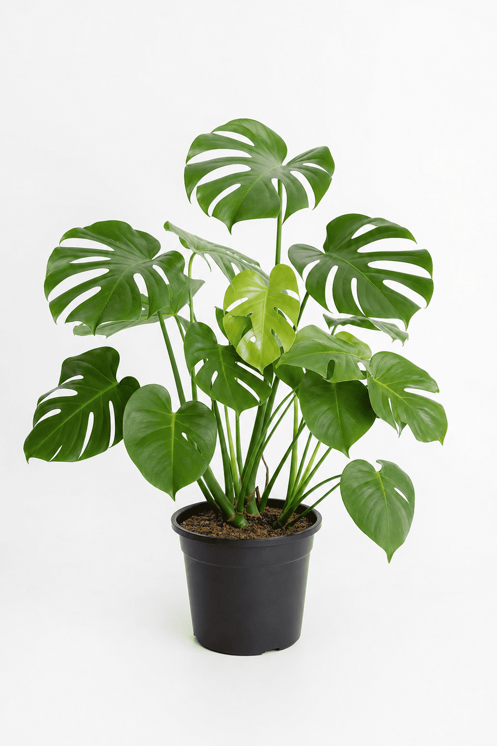 Monstera