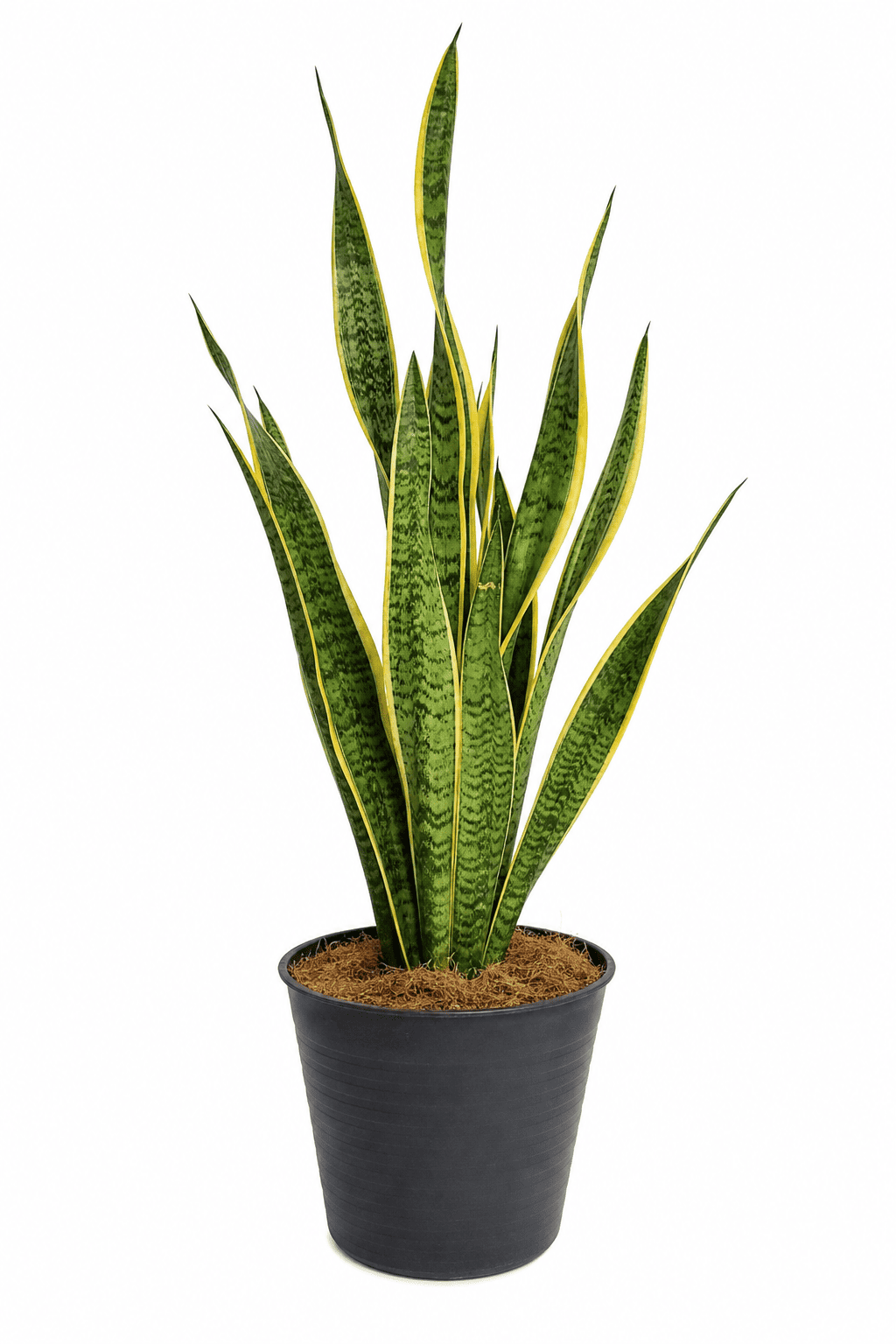 Sansevieria